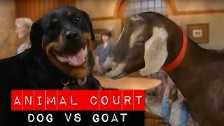 Dog & Goat Dispute | Animal Court