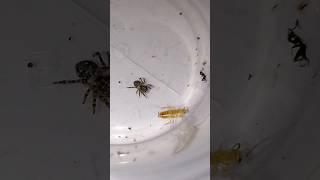 Паук скакун против таракана (Jumping spider vs cockroach). #jumpingspider #spider #паук