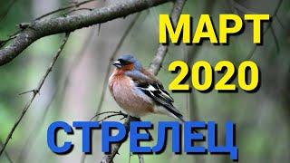 Стрелец. САМЫЕ ВАЖНЫЕ И ГЛАВНЫЕ СОБЫТИЯ МАРТА 2020г. ТАРО ПРОГНОЗ ДЛЯ СТРЕЛЬЦОВ. Онлайн гадание.