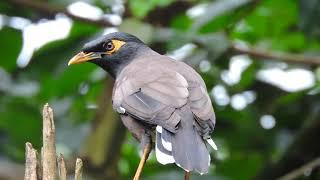 Common Myna Bird Call | Indian Myna Bird Sound