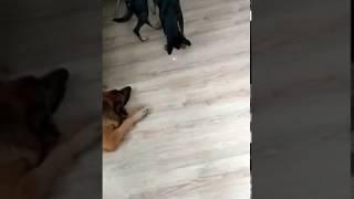 Собаки бегают за лазерной указкой . Dogs and laser pointers . Funny pets !