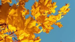 Autumn leaves - John de Hosson