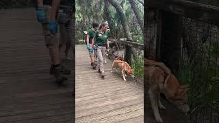 Come With us on a Dingo Walk