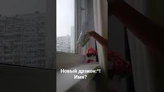 #драконизбумаги #рек#актив