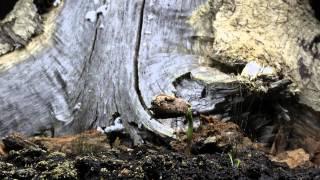 Кедр родился   Time Lapse of Cedar Growing