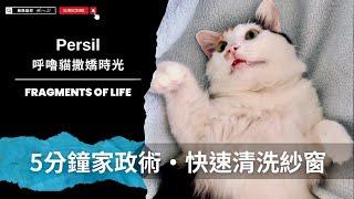 如何快速清洗紗窗、 Persil洗衣膠囊、呼嚕貓撒嬌 #funny #cat #pets #cute #pets #cuteanimals【AJ極簡貓奴】