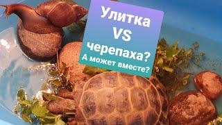 КОНТАКТ СОСТОЯЛСЯ : УЛИТКА АХАТИНА И ЧЕРЕПАХА. дружат!#улиткаАхатина #сухопутнаячерепаха