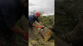 Валка великого ясокора "з пня". Бензопила Stihl ms 462, шина 71см.