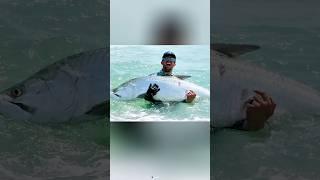 Gint atlantic tarpon intersting facts shorts video !! #shorts #shortsfeed #facts #short