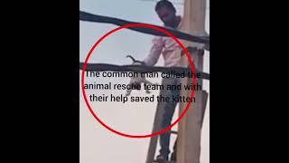 Man rescue a wild kitten in India