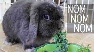 BUNNY NOM NOM NOM
