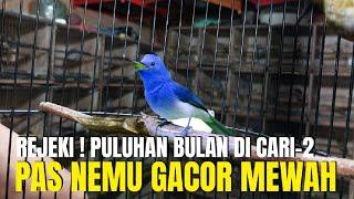 REJEKI ! PULUHAN BULAN CARI BURUNG KECIL SEPERTI INI GAK DAPET ! PAS BUNYI SUARANYA MEWAH