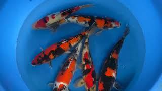 2025 MAR 209 Marusei Nisai Showa 40 45 cm SAMPLE