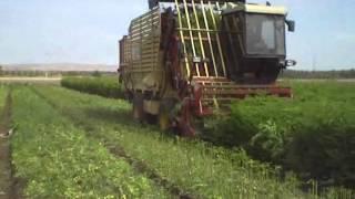 Mechanized Harvest of High Density Moringa