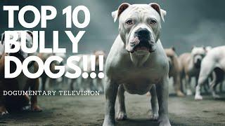 THE WORLD CAN'T GET ENOUGH OF THESE 10 BULLY BREEDS!