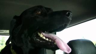 Extremely Hyper Black Lab Goes for a Walk!