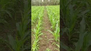 Hybrid maize seeds production #corn #ytshortsindia #youtube #youtubeshorts #viralvideo #maize seed