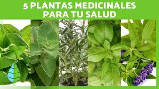 5 HIERBAS MEDICINALES y sus propiedades | ¡Aprovecha sus beneficios para tu SALUD!