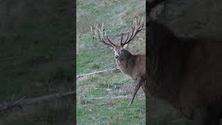 Red Stag #hunting#newzealand#biggin#biggam#outdoors#travel#explore#adventure#educate