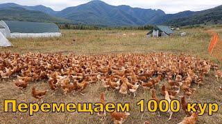 Перемещаем 1000 кур на пастбище - мобильный курятник