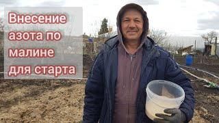 Значение и дозировка азота для старта малины