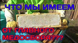 Наличие Мёда На Пасеке После Разгрома