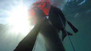 chasse sous marine