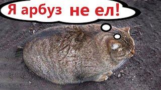 Приколы с котами! Самая смешная ОЗВУЧКА животных! Смешные коты!