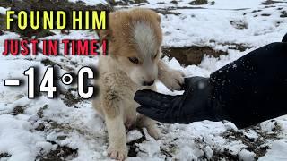 Rescuing a Lost and Lonely Puppy in the Snowy Wilderness at -14°C!