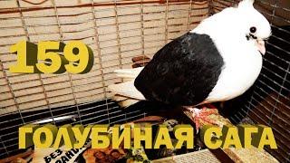 Печальные новости - Голубиная сага - Серия 159