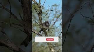 Colorful Nature Birds in Nature #short #shortvideo #4knaturescenes