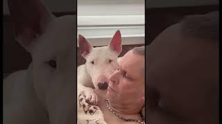Bull Terrier, morning.