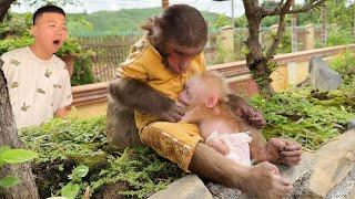 Unbelievable! Cutis Secretly Take The Baby Monkey Home ...