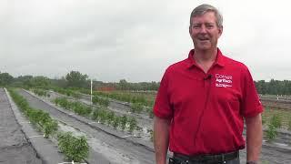 Hemp breeding at Cornell University