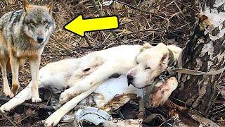 He Took His Dog To The Forest And Left It There, But Years Later Something Incredible Happened!