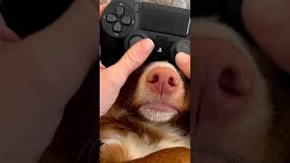 Who wants this Special edition controller??  #doglover #videogames #dog