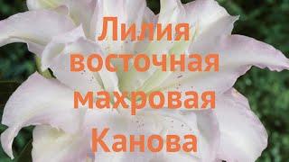 Лилия восточная махровая Канова (lilium oriental kanova)  обзор: как сажать, луковицы лилии Канова