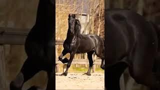 Very beautiful horse
