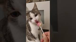 #shorts cat meme & kitten (tik tok video] - funny cats meow baby cute compilation - [cat-cash home)