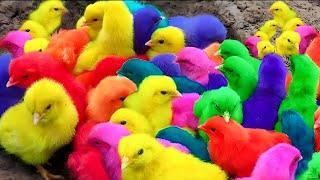 Tangkap Ayam Lucu, Ayam Warna Warni, Ayam Rainbow Gokil, Kelinci, Kucing Lucu, Bebek, Hewan Lucu 6