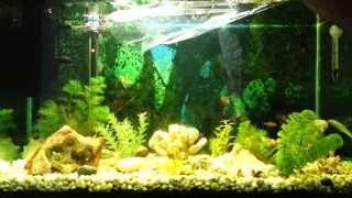 Introducing 3 Neon Tetras and 3 Ghost Shrimp to my Betta Fish Community 30 Gallon Tank Aquarium