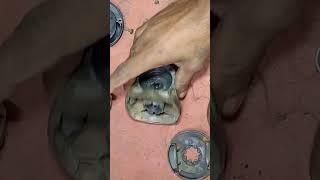 How to solve gear problem gws 600 angle grinder Technical sritam