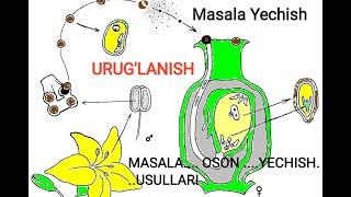 URUG`LANISHGA OID  MASALALAR YECHISH