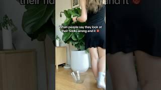 It’s ok, you can laugh #PlantFail #FiddleLeaf #OOPS  #HousePlants #DontTryThisAtHome