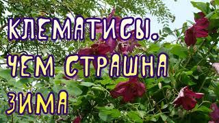 Клематисы. Чем страшна зима