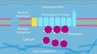 Duchenne Muscular Dystrophy (DMD): Gene Therapy and How Muscle Responds