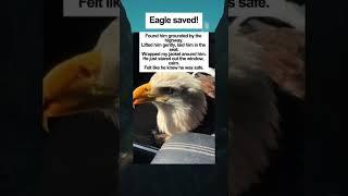 I’m glad this eagle was saved  #eagle #wildliferescue #babyanimal #animals