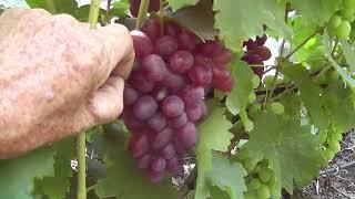 Сорт винограду "Нева" - сезон 2022 # Grape variety "Neva" - season 2022