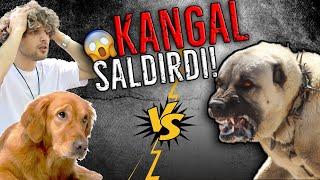 KÖPEĞİME KANGAL SALDIRDI! - TAKİPÇİLERİMLE BULUŞTUM 