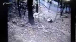 Panda tries climbing tree to escape Sichuan earthquake